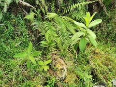 Psiadia anchusifolia