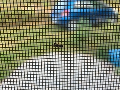 Sphyracephala brevicornis