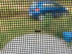 Sphyracephala brevicornis