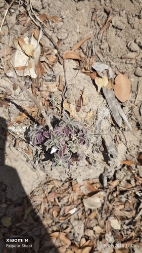 Coleus lasianthus