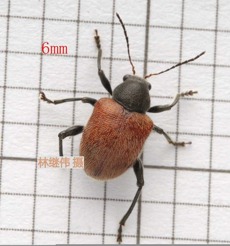 Aoria nigripes