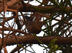 Turdus merula cabrerae