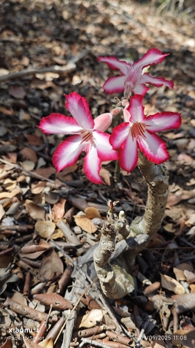impala lily