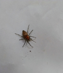 Alpaida gallardoi