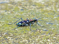 Cosmodela separata