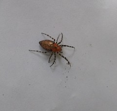 Alpaida gallardoi