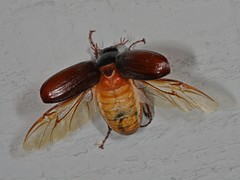 Phyllophaga anxia