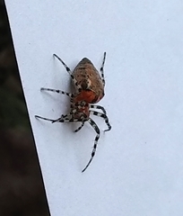 Alpaida gallardoi