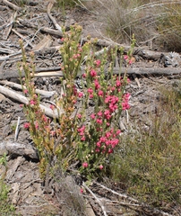 Erica tegulifolia