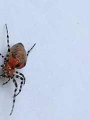 Alpaida gallardoi