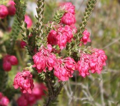 Erica tegulifolia