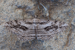 Peribatodes correptaria