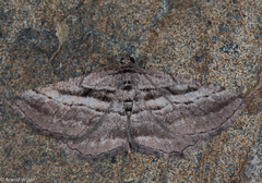 Rhoptria asperaria