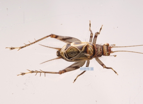 Svistella bifasciata