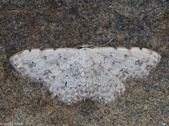 Scopula vigilata