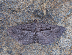 Rhoptria asperaria