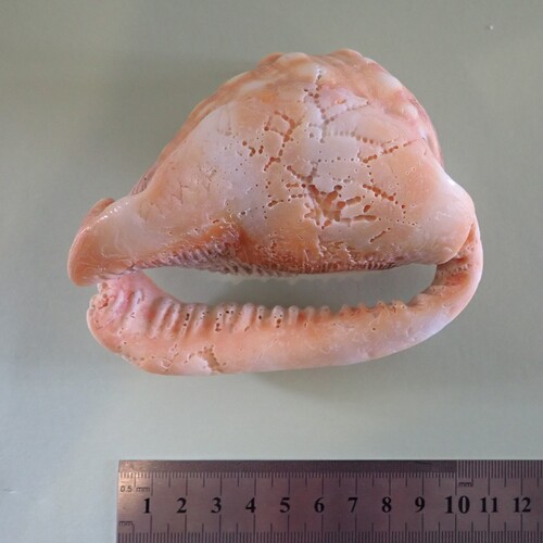 Cypraecassis rufa, 2025-09-09
