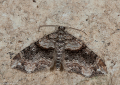 Oulobophora externaria