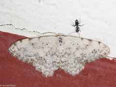 Scopula vigilata