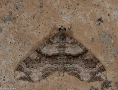 Oulobophora externaria