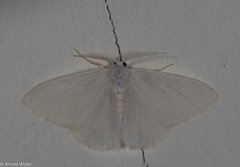 Xenochlorodes olympiaria