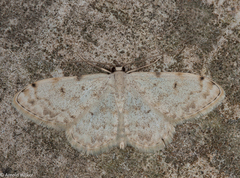 Scopula sacraria