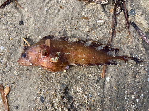 Zuidelijke kuifslijmvis (Cristiceps australis) — Clinidae — 2