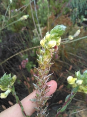 Aspalathus altissima