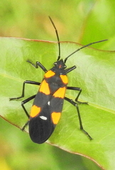 Oncopeltus famelicus