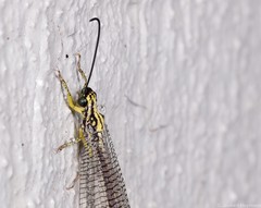 Banyutus lethalis