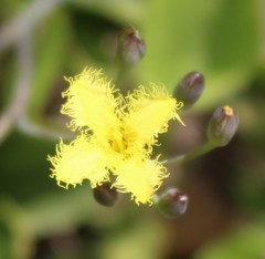 Villarsia capensis