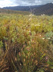 Aspalathus altissima