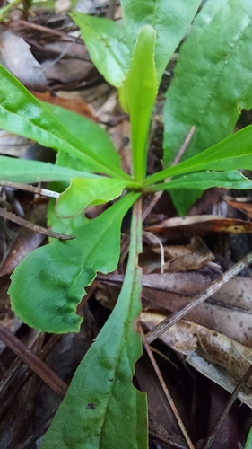 Eustis Lake Beardtongue (Penstemon australis)