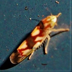 Erythroneura elegans