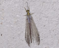 Banyutus lethalis