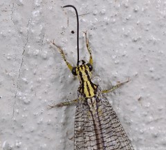 Banyutus lethalis