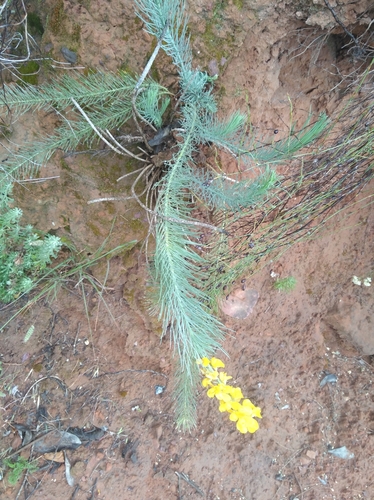 Image of Lebeckia sepiaria by (c) Brian du Preez, some rights reserved (CC BY-SA)
