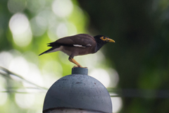 Acridotheres tristis