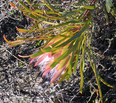 Protea pudens