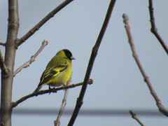 Spinus magellanicus