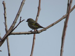Spinus magellanicus