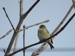 Spinus magellanicus