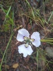 Moraea caeca