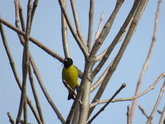Spinus magellanicus