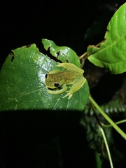 Hyloscirtus phyllognathus