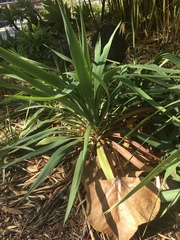 Yucca gloriosa tristis