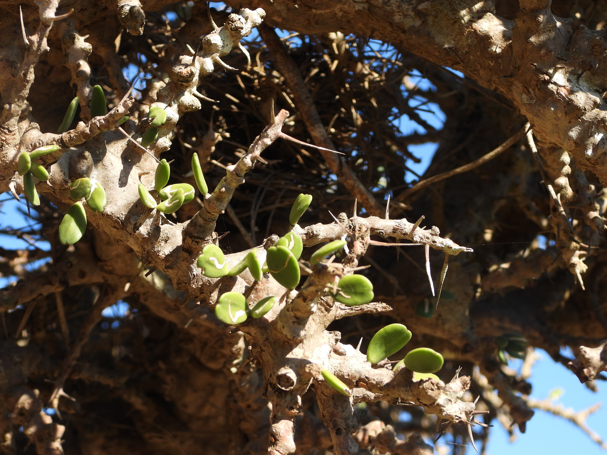 Alluaudia comosa
