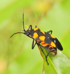 Oncopeltus famelicus