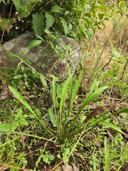 Alisma canaliculatum, photograph (c) jimmy, some rights reserved (CC BY)