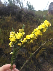 Aspalathus pinea pinea